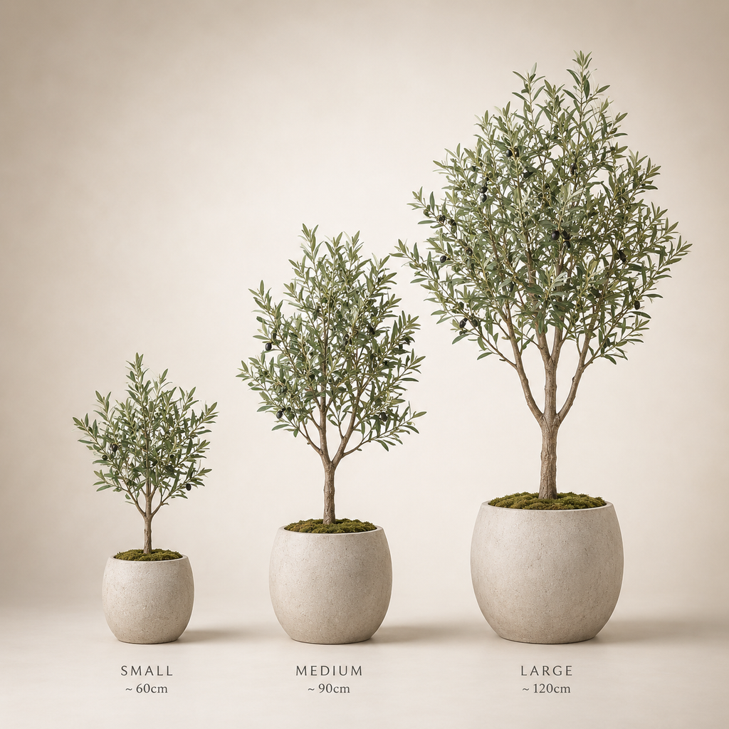 Indoor Olive Tree