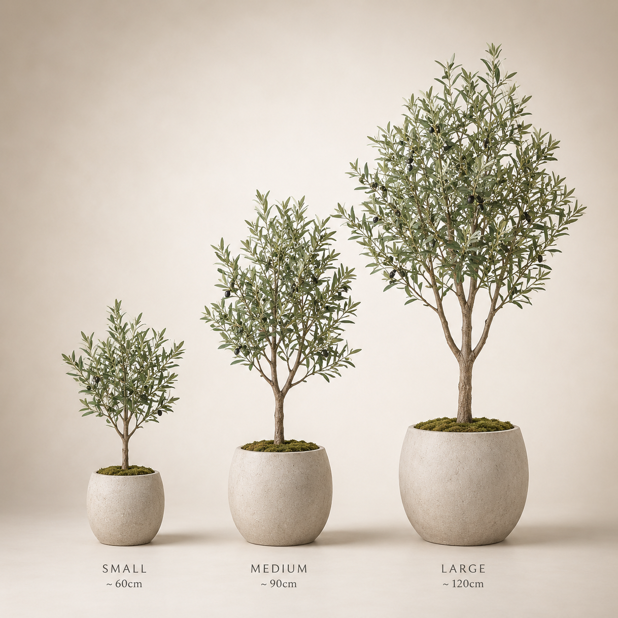 Indoor Olive Tree