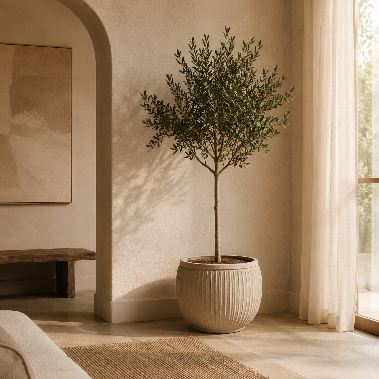 Indoor Olive Tree