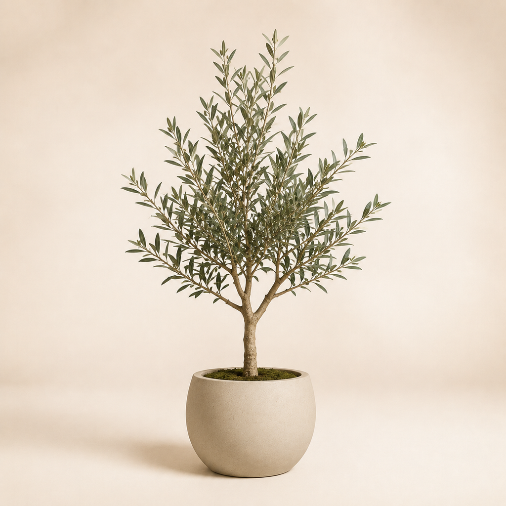 Indoor Olive Tree