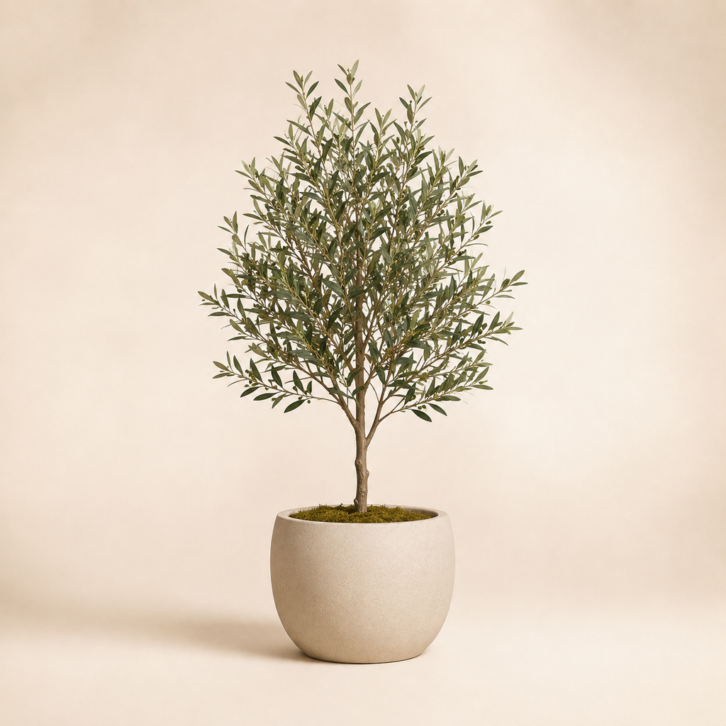 Indoor Olive Tree