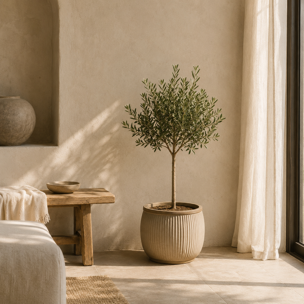 Indoor Olive Tree