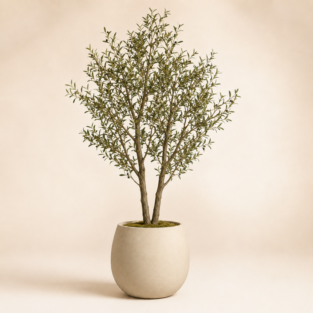 Indoor Olive Tree